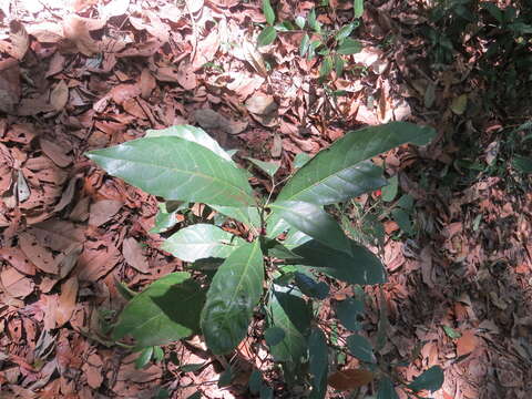 Image of Agrostistachys indica Dalzell