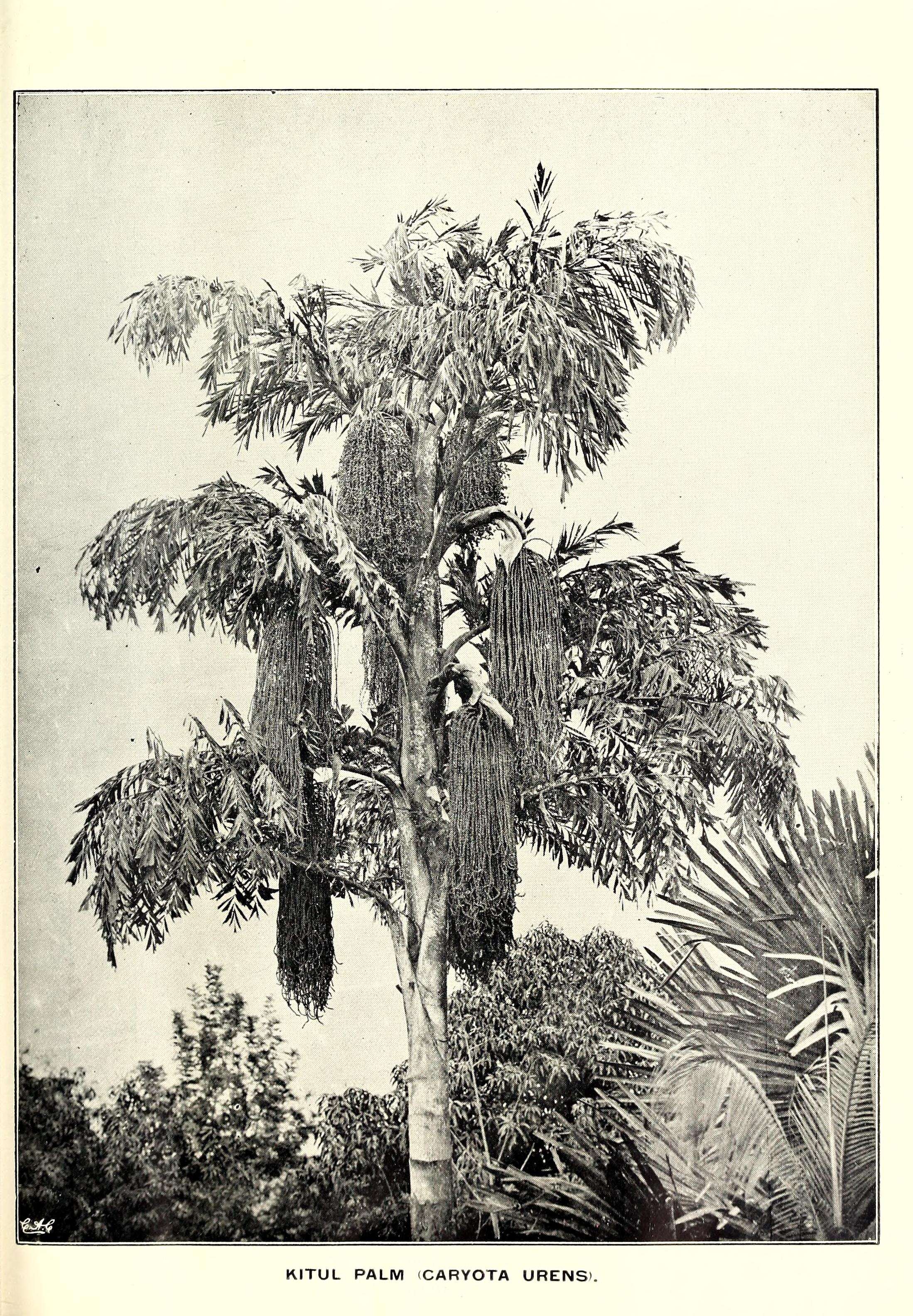 Image of Fishtail Palm