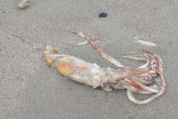 Image of northern shortfin squid