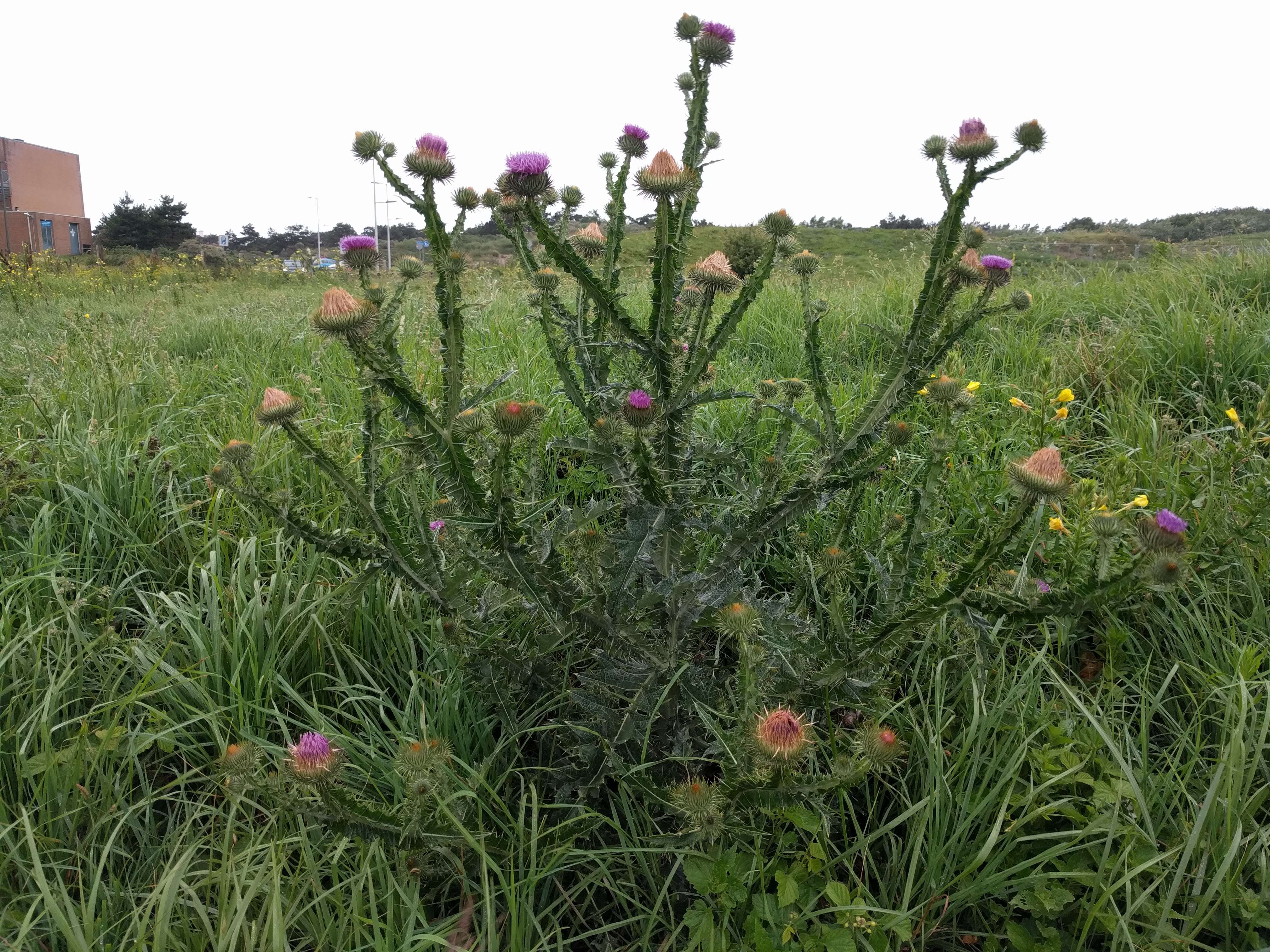 Image of Cotton Thistle