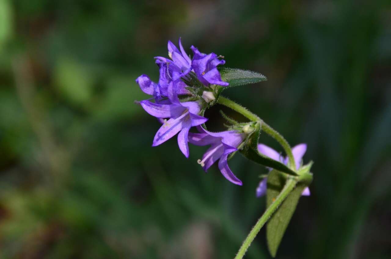 Imagem de Campanula bononiensis L.