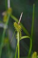 Image of Large Yellow-sedge