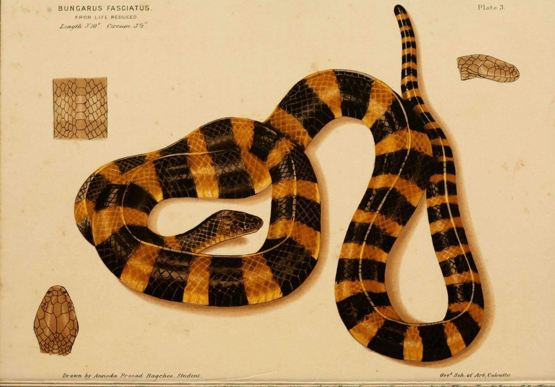 Image of Banded Krait