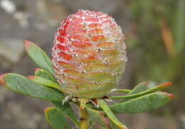 Image of Leucadendron rourkei I. J. M. Williams