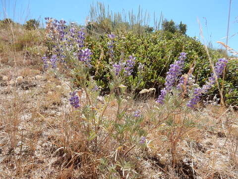 Imagem de Lupinus argenteus Pursh