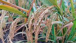 Imagem de Oryza sativa L.