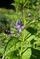 Image of Tripora divaricata (Maxim.) P. D. Cantino