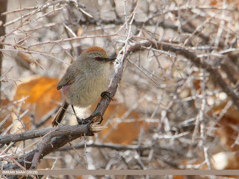 Image of Tit-Warblers