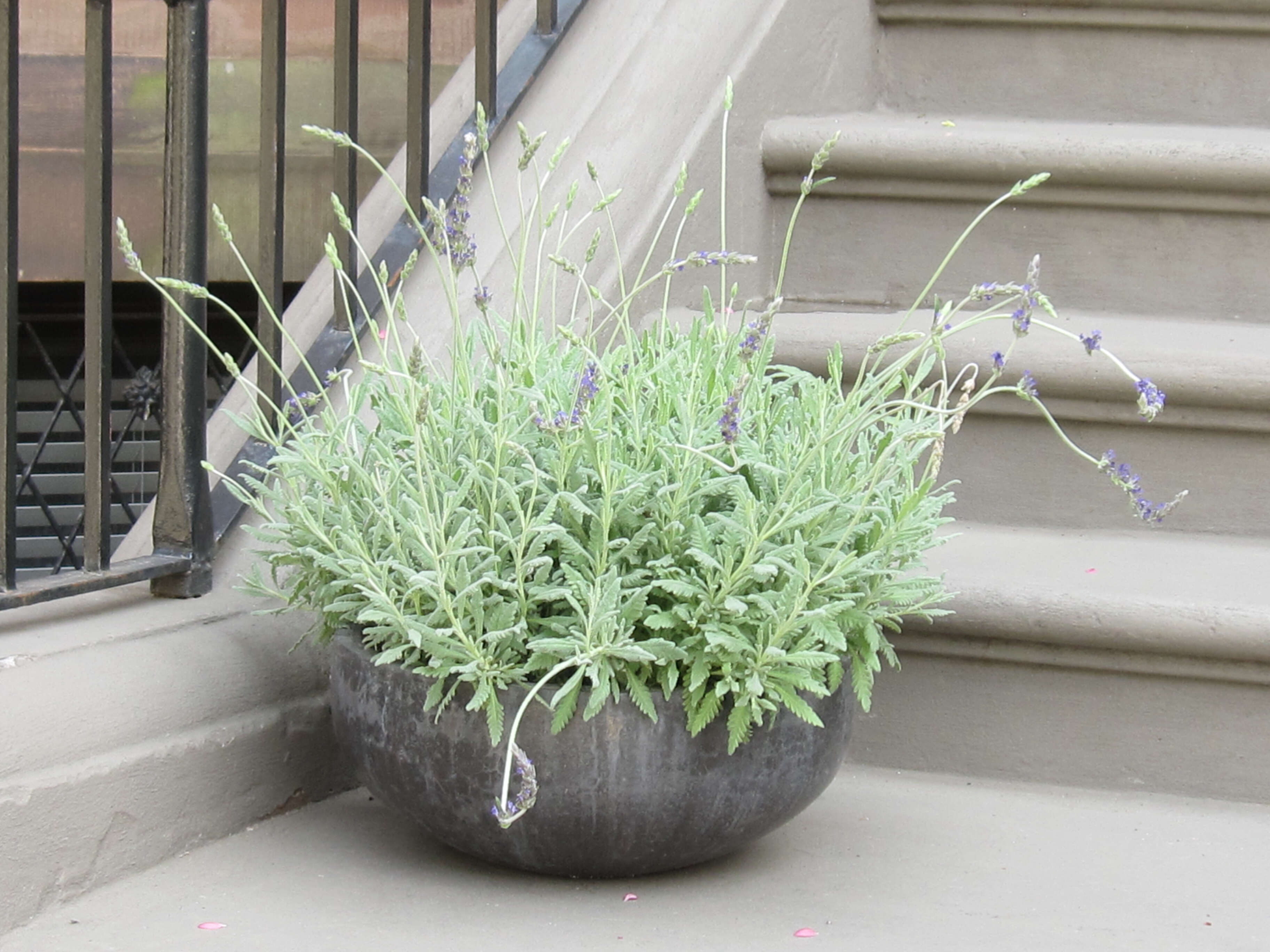 Image of French lavender