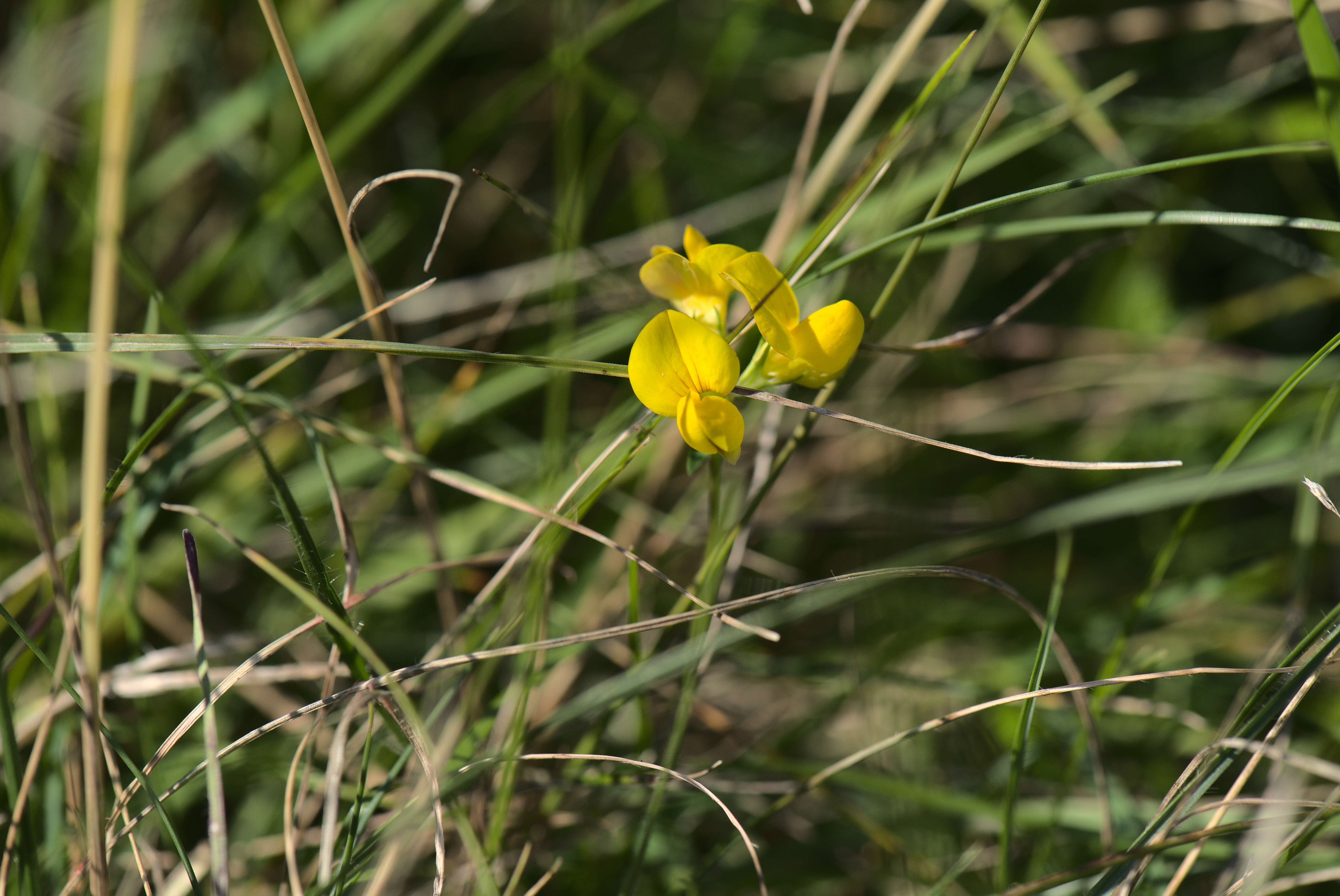 Image of Common Bird's-foot-trefoil