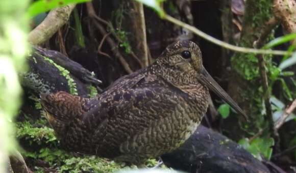 Image of Javan Woodcock