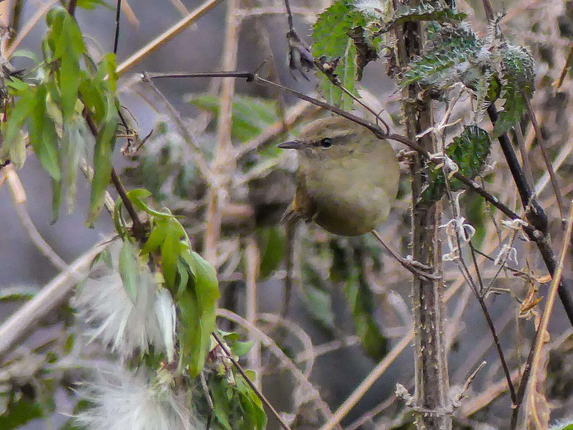 Image of Brown-flanked Bush Warbler