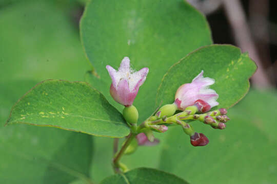 Image of western snowberry