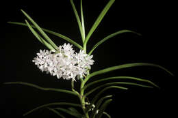 Image of Vanda christensoniana (Haager) L. M. Gardiner