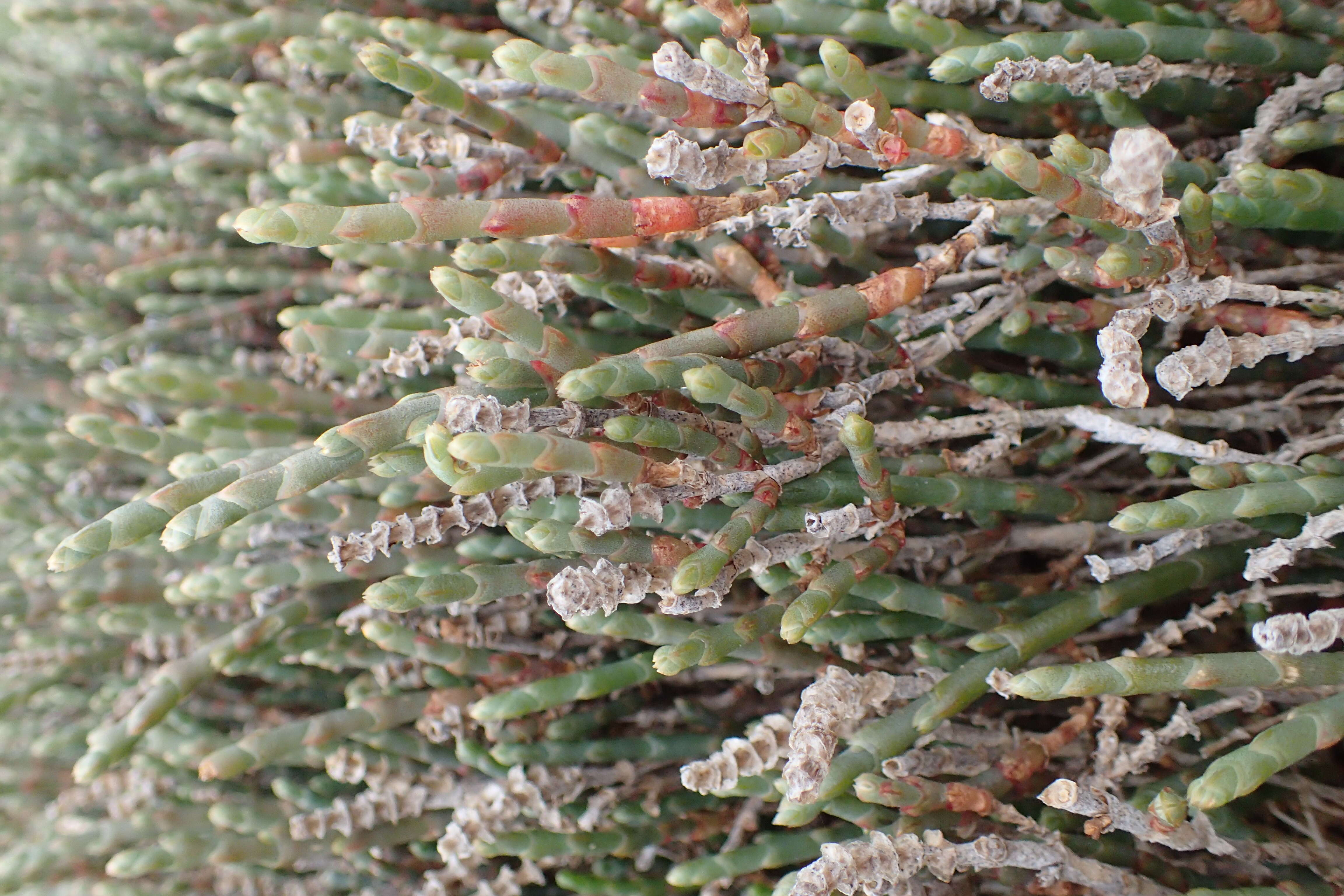 Image of Salicornia quinqueflora subsp. quinqueflora