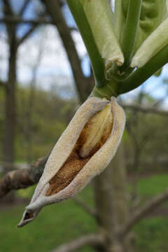 Image of Big-Leaf Magnolia