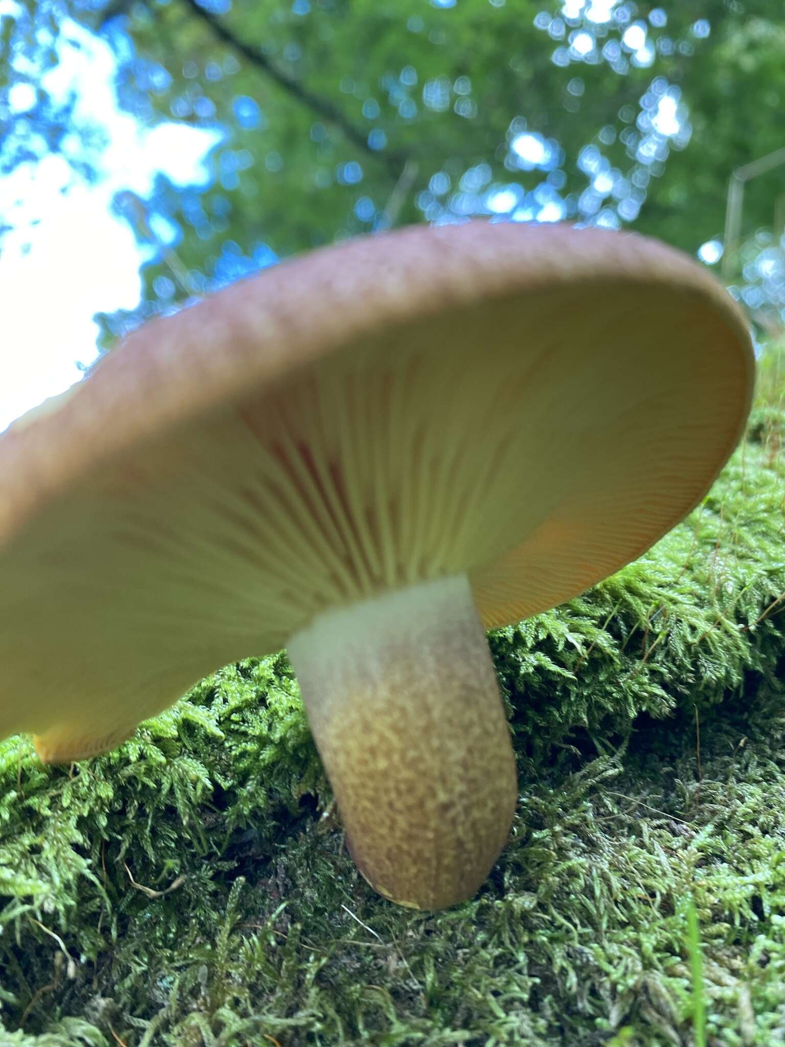 Image of Tricholomopsis rutilans (Schaeff.) Singer 1939