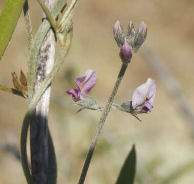 Image of Silky Glycine