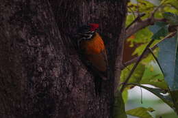 Image of Black-rumped Flameback