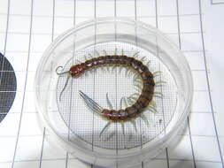 Image of Giant centipede