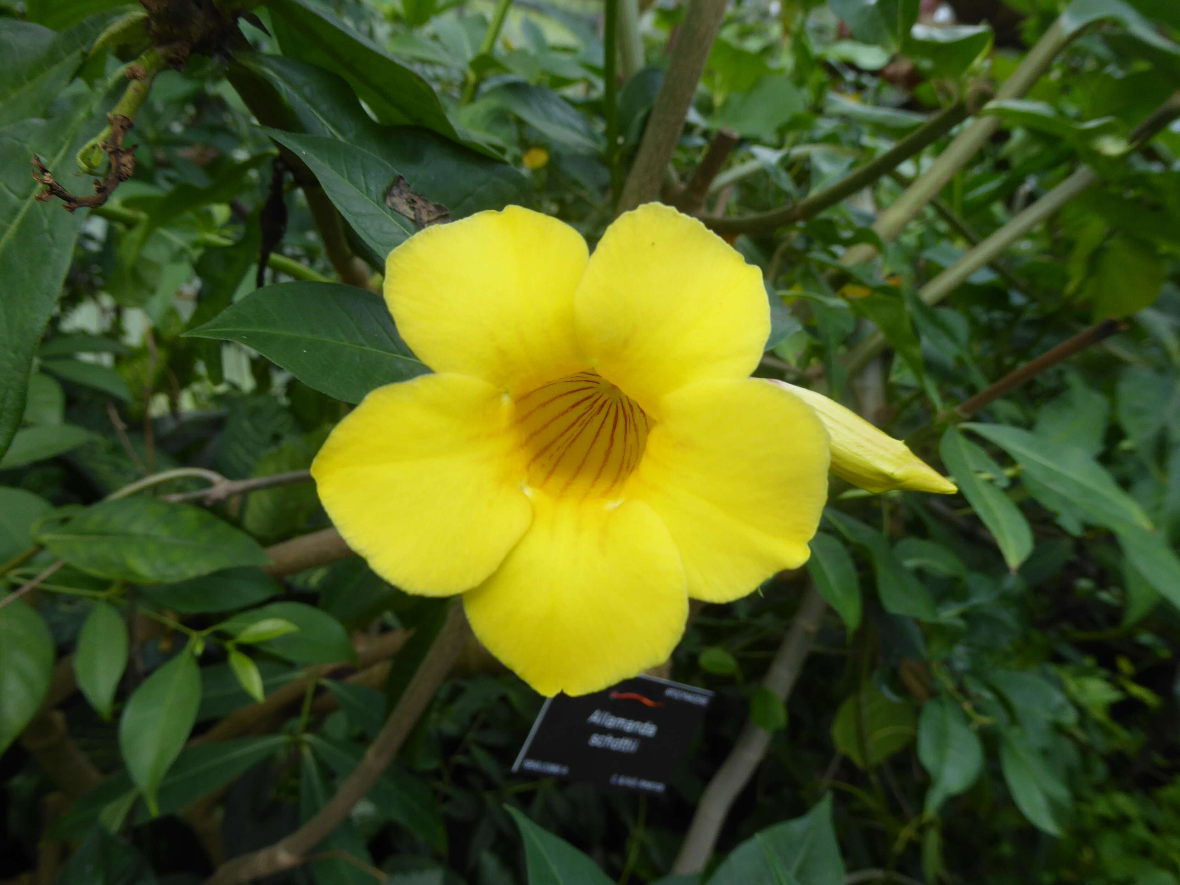 Image of bush allamanda