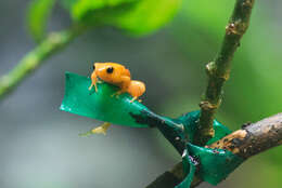 Image of Ginger Tree Frog