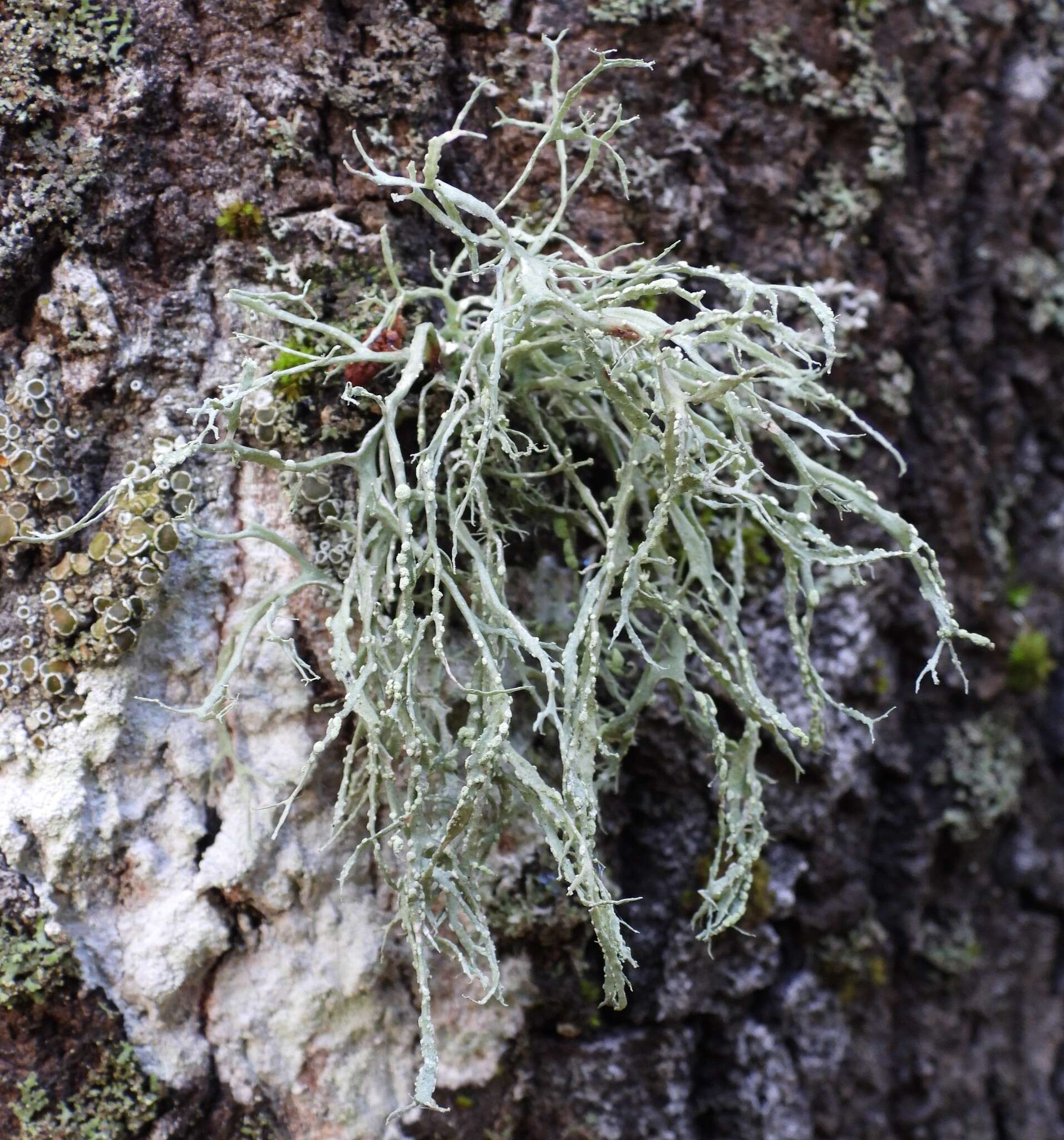 Image of farinose cartilage lichen