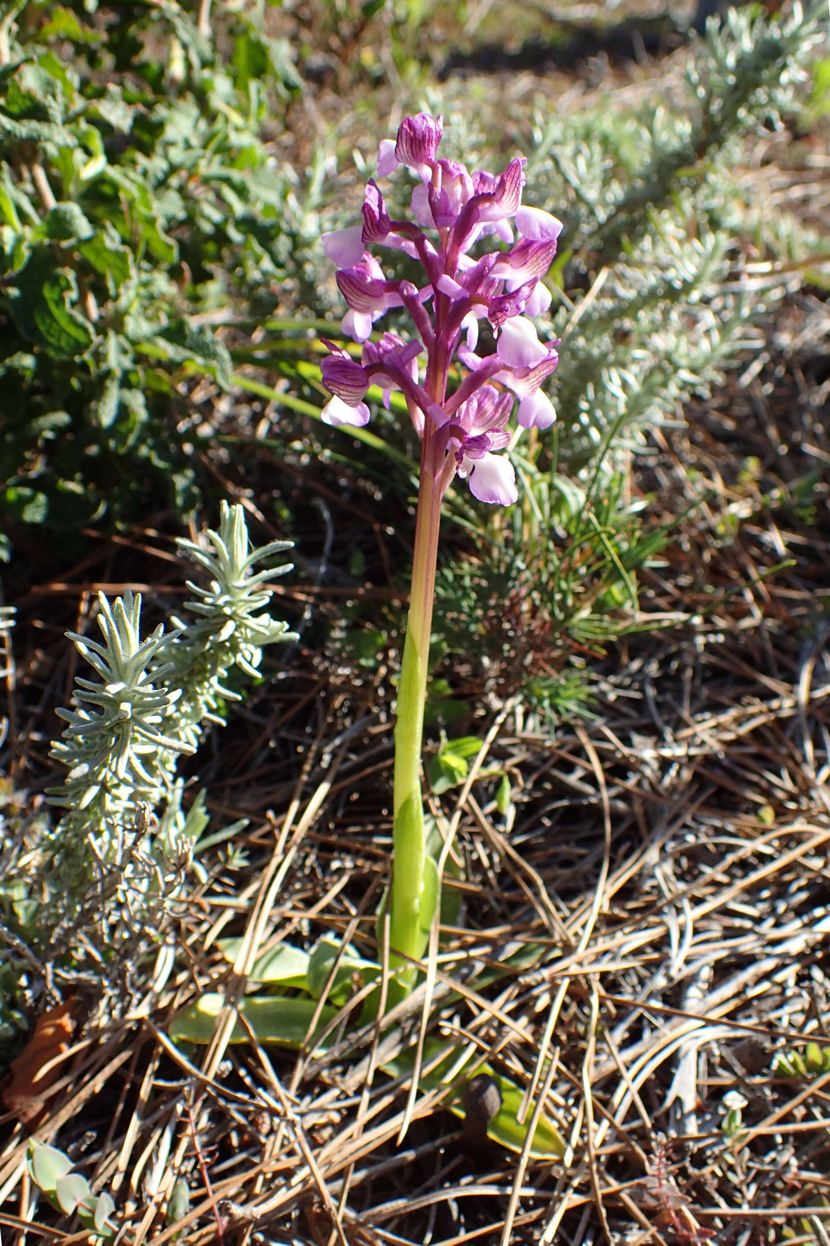 Image of Anacamptis morio subsp. syriaca (E. G. Camus) H. Kretzschmar, Eccarius & H. Dietr.