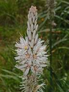 Image of Asphodelus macrocarpus Parl.