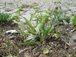 Image of Lewiston cornsalad