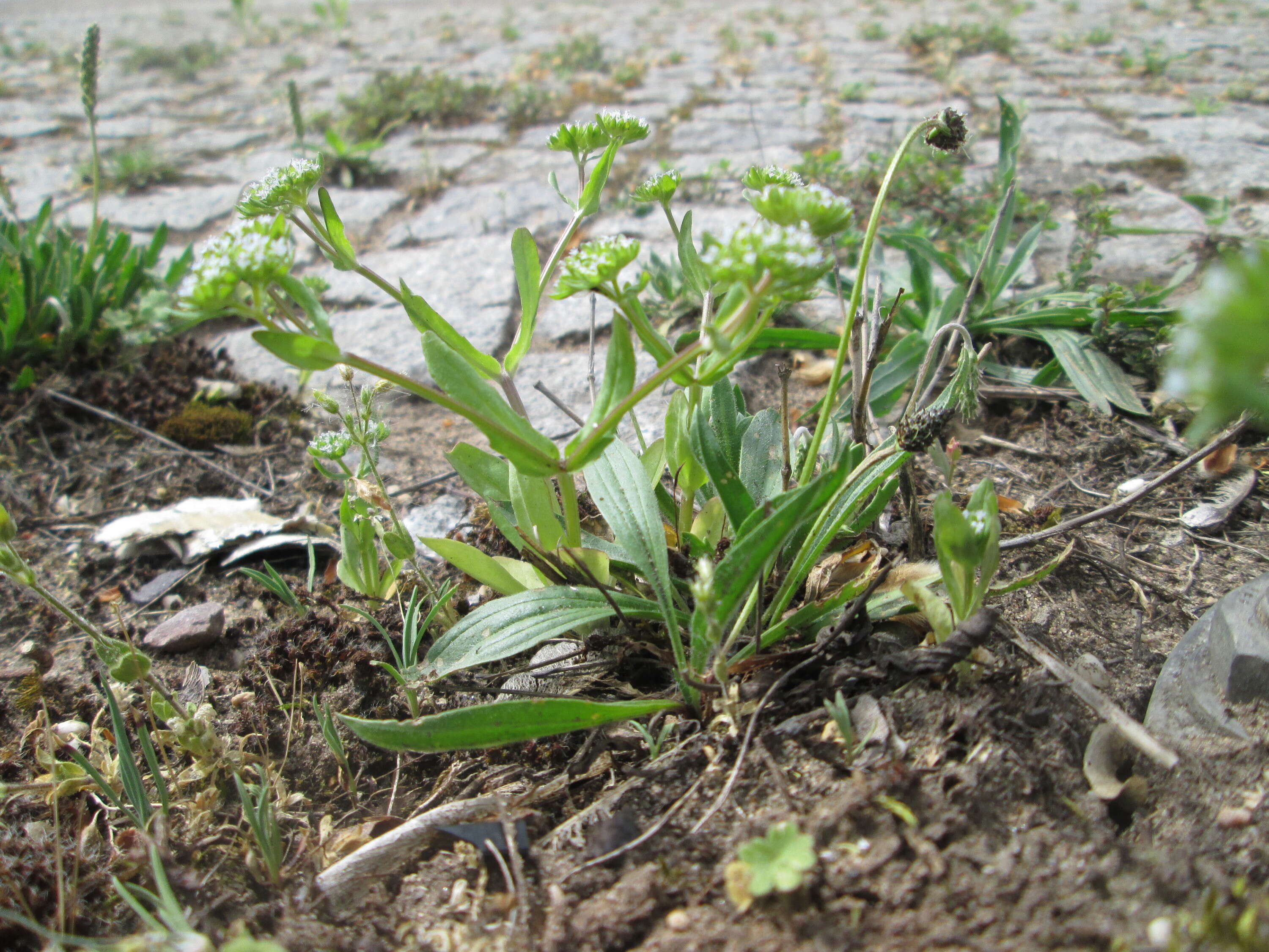 Image of Lewiston cornsalad