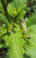 Image of Ceylon hound's tongue