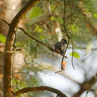 Image of Marsh Tit