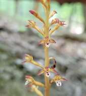 Image of Spotted coralroot