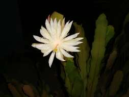 Image of Nightblooming Cactus