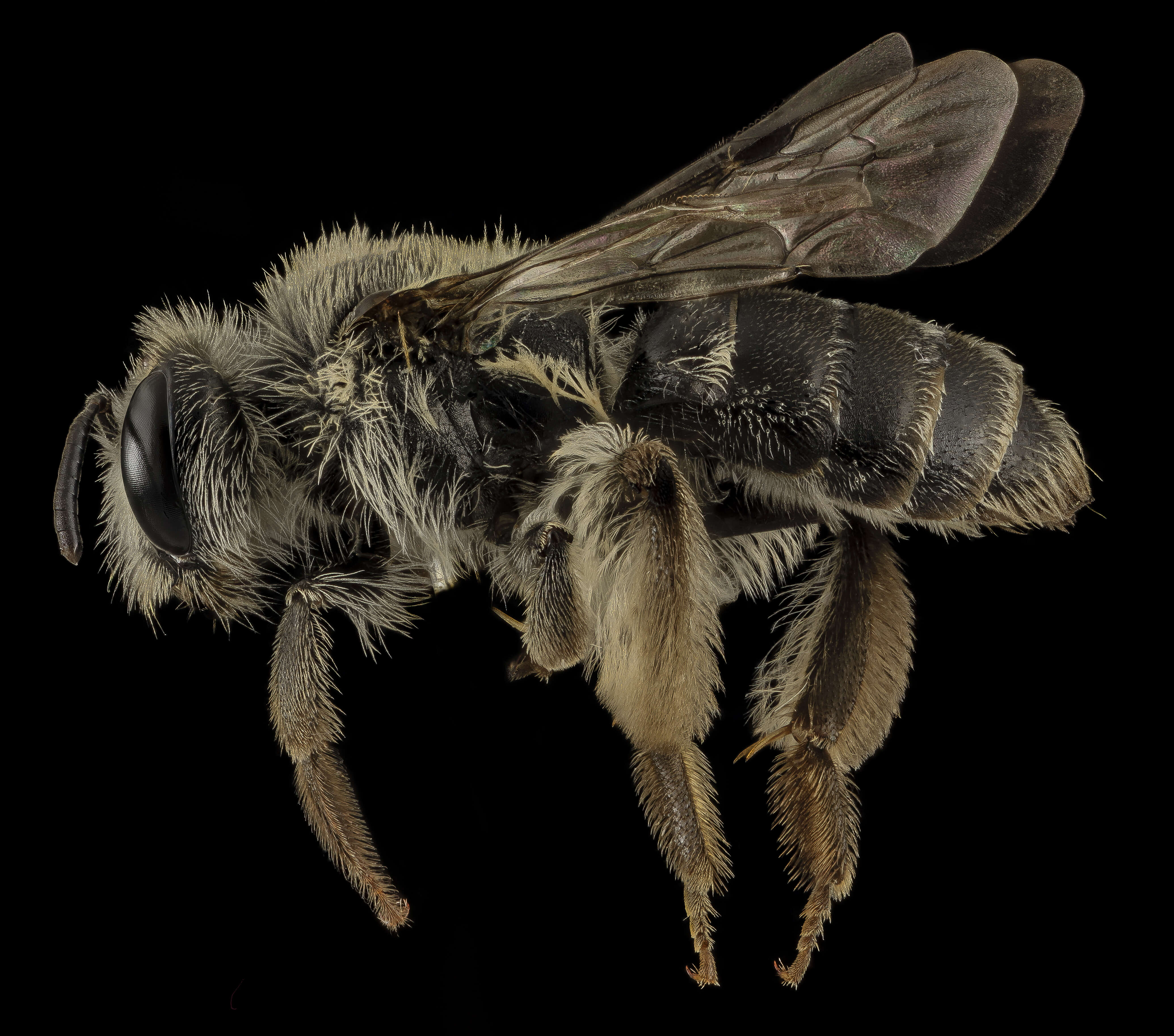 Image of Andrena simplex Smith 1853