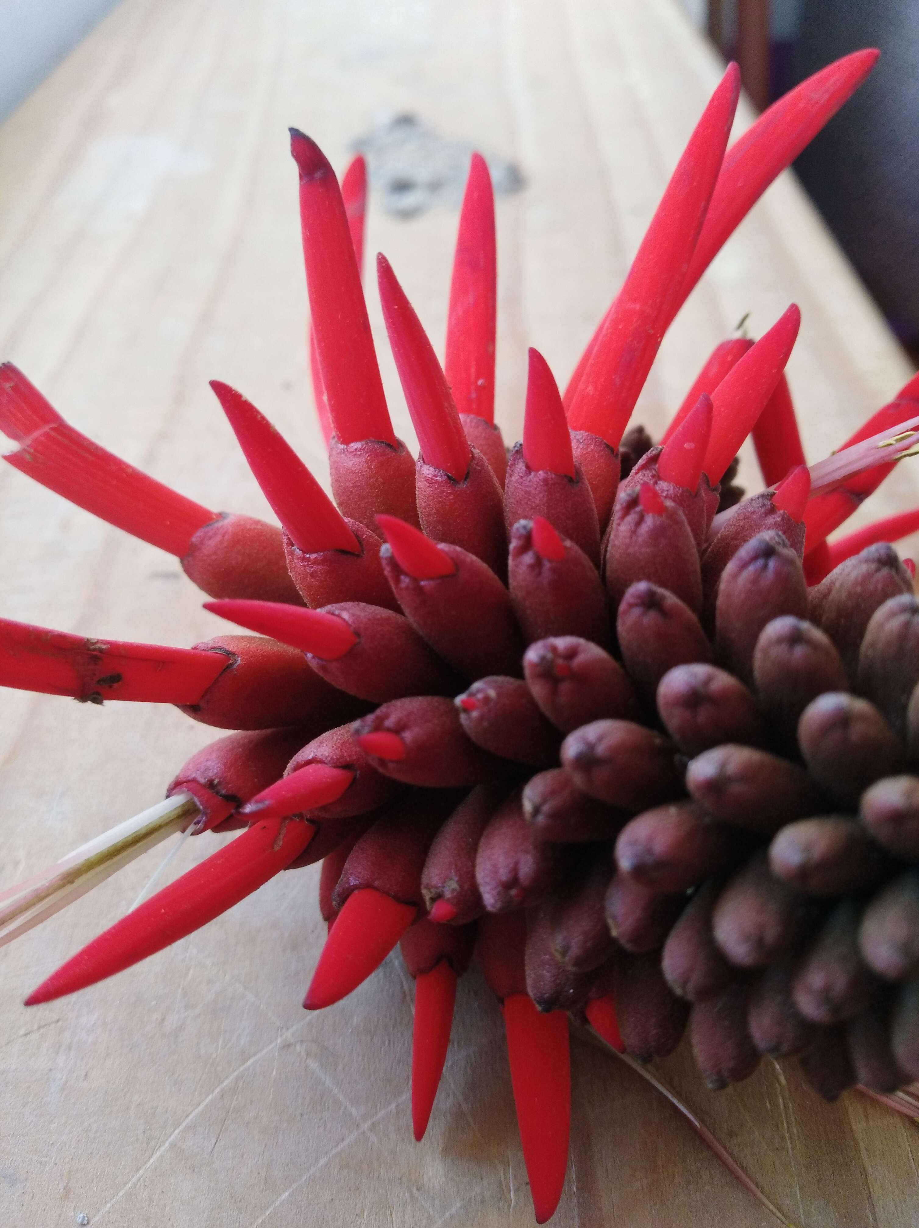 Image de Erythrina americana Mill.