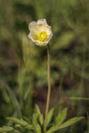 Image of Snowdrop Anemone