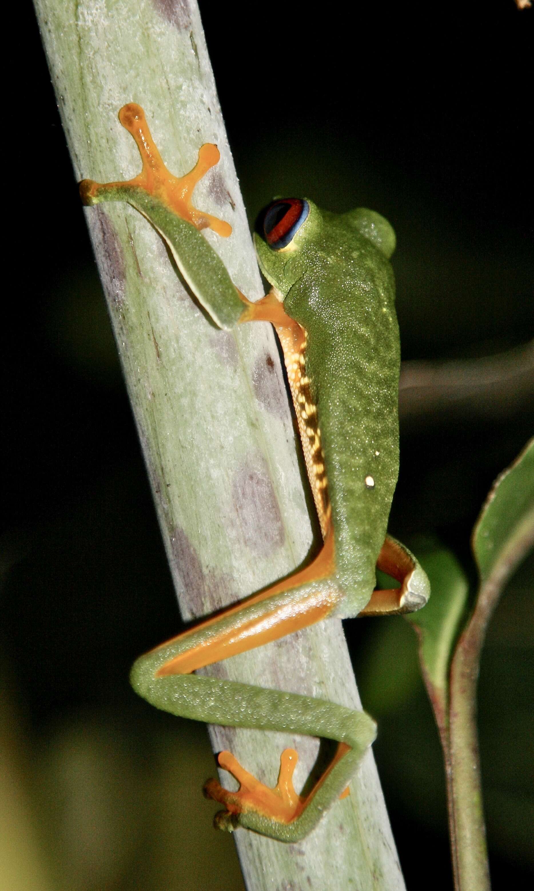 Image of Red-eyed Leaf frog