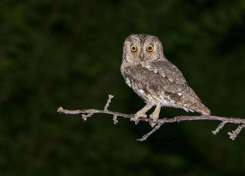 Image of Eurasian Scops Owl