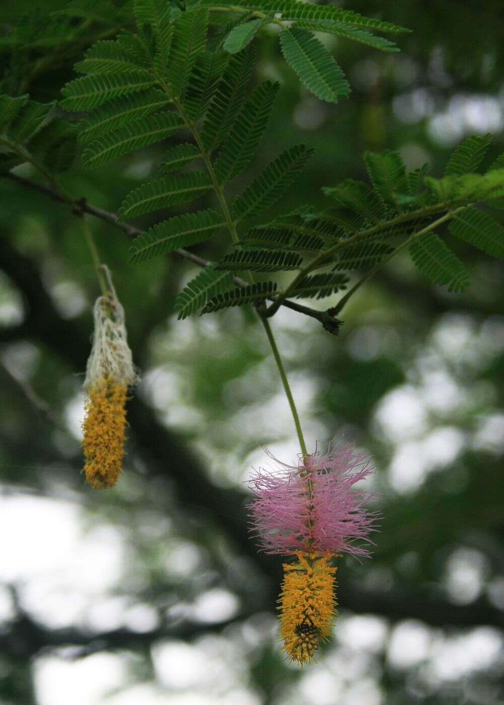 Imagem de Dichrostachys cinerea (L.) Wight & Arn.