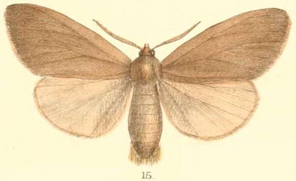Image of Laelia testacea Walker 1855