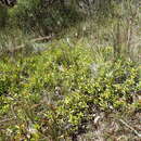 Image of Persoonia procumbens L. A. S. Johnson & P. H. Weston