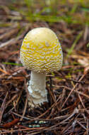 Imagem de Amanita muscaria var. guessowii