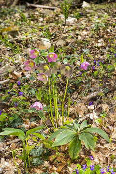 Image of lenten-rose