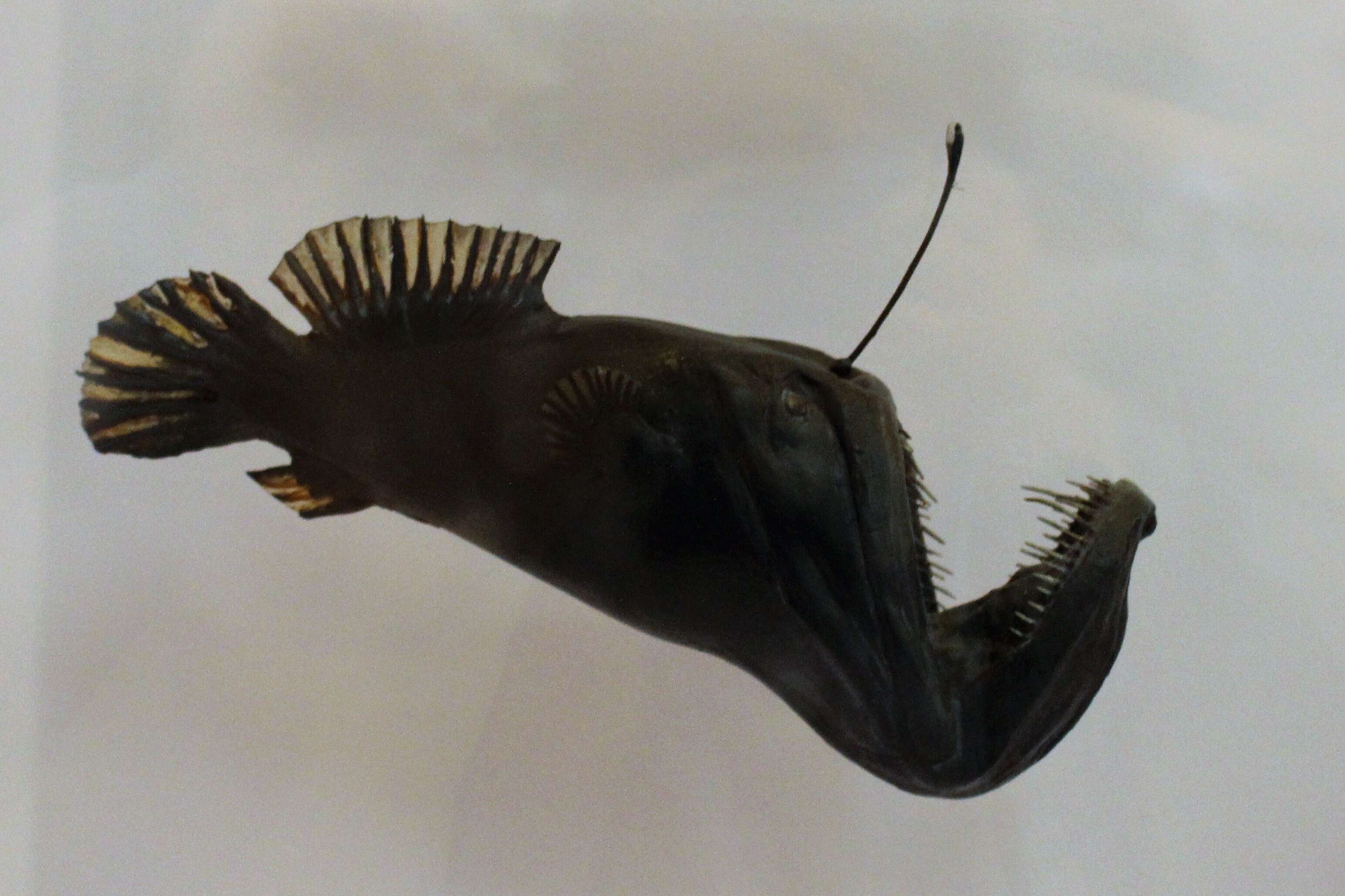 Image of black seadevils