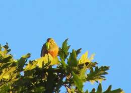 Image of Ortolan Bunting