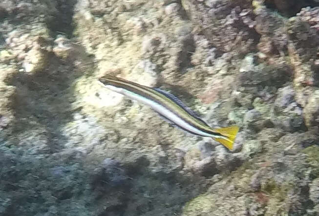 Image of Biting Blenny