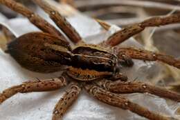 Image of Dolomedes minor L. Koch 1876