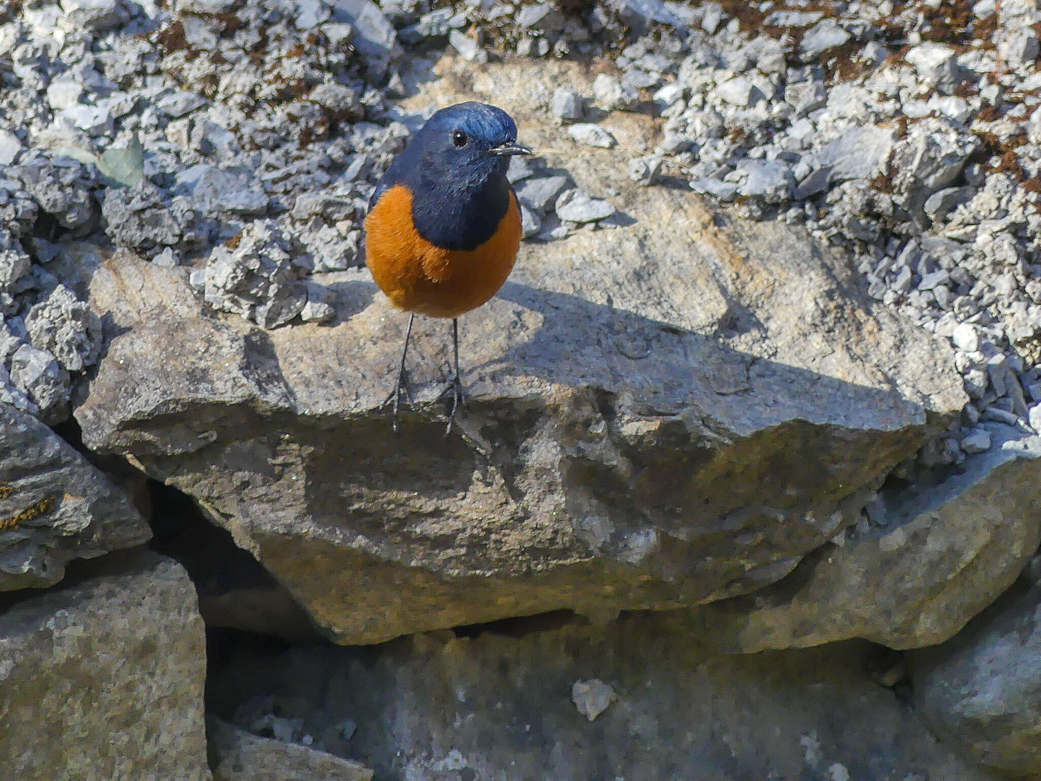 Image of Blue-fronted Redstart